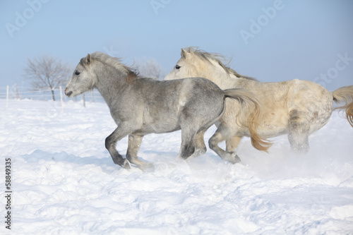 Fototapeta Naklejka Na Ścianę i Meble -  Two gorgeous ponnies running together in winter