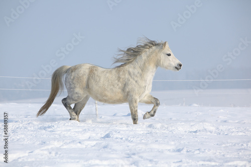 Fototapeta Naklejka Na Ścianę i Meble -  Gorgeous welsh mountain pony running in winter