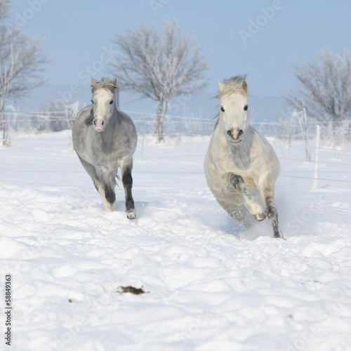 Two gorgeous ponnies running together in winter