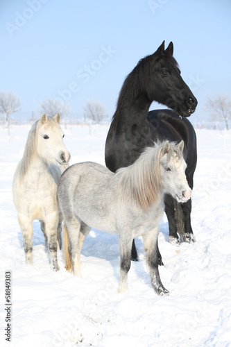 Two ponnies and one friesian mare in winter © Zuzana Tillerova