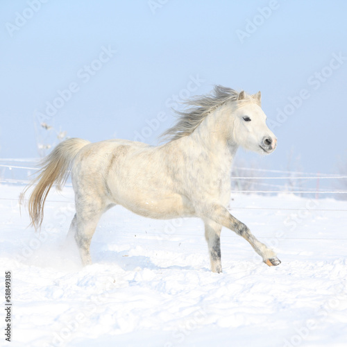 Gorgeous welsh mountain pony running in winter
