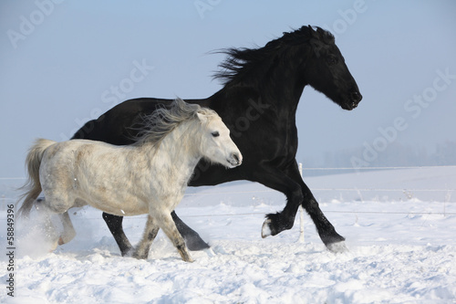 Black horse and white pony running together