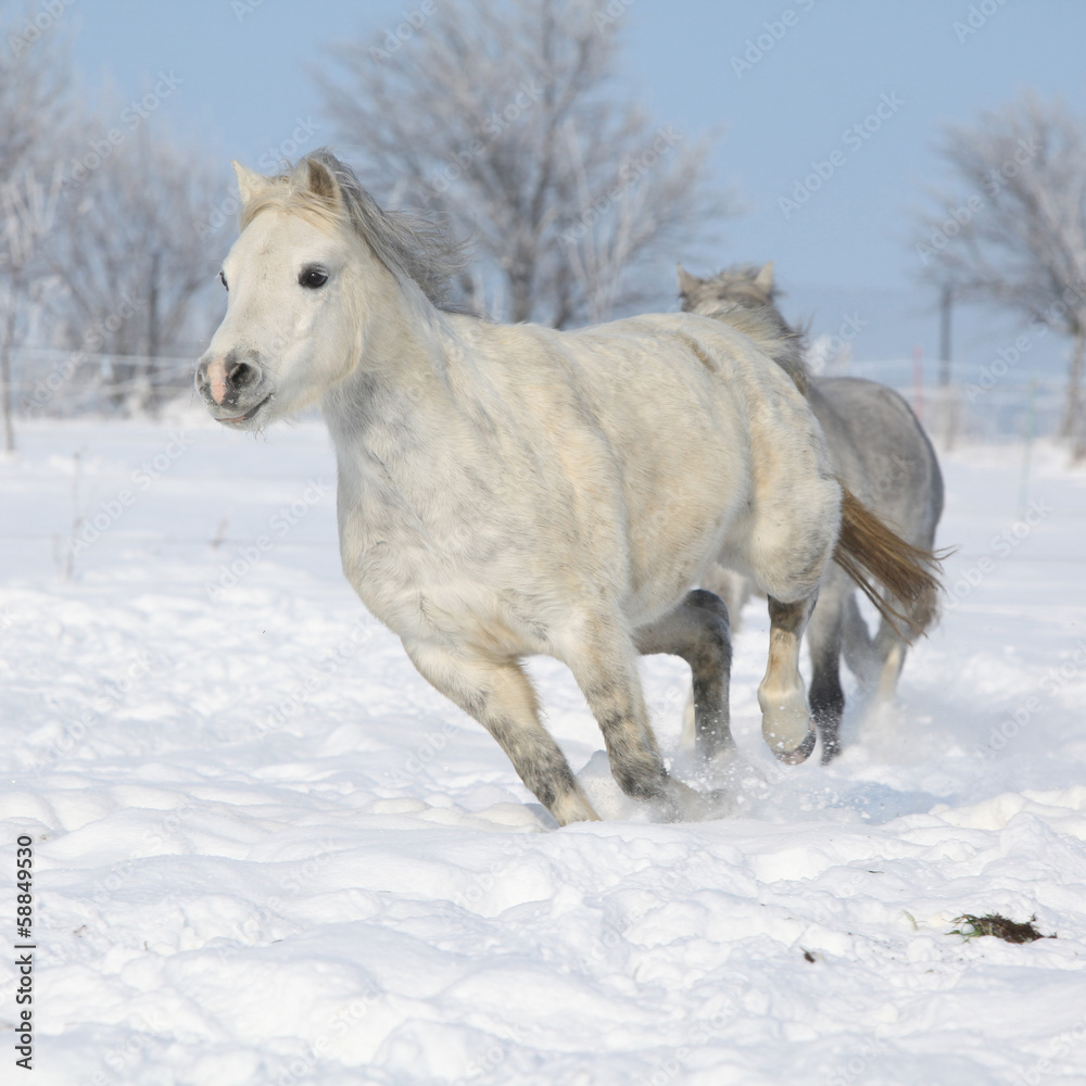 Two gorgeous ponnies running together in winter