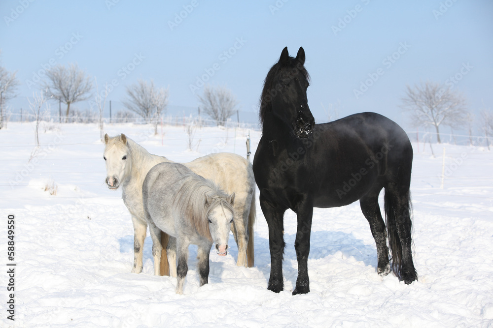 Two ponnies and one friesian mare in winter Two ponnies and one friesian mare in winter