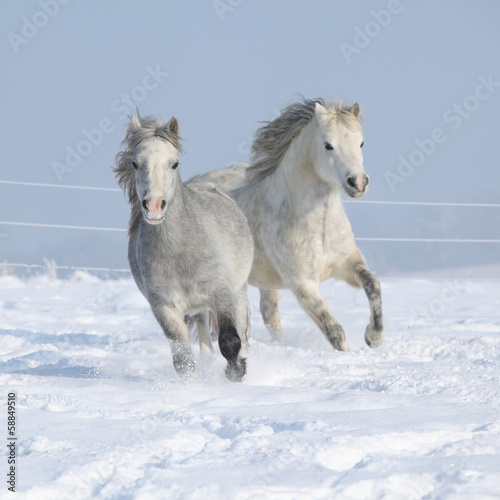 Fototapeta Naklejka Na Ścianę i Meble -  Two gorgeous ponnies running together in winter