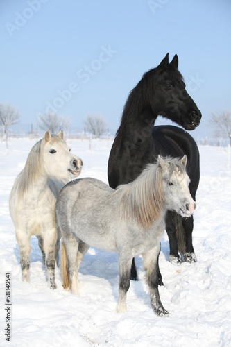 Fototapeta Naklejka Na Ścianę i Meble -  Two ponnies and one friesian mare in winter