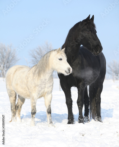 Black horse and white pony together © Zuzana Tillerova