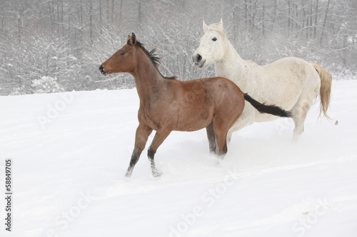 Foto Two moravian warmbloods running in winter