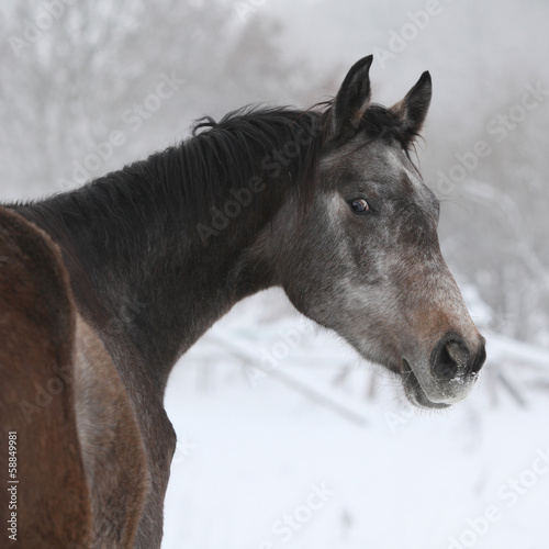 Obraz na plátne Nice grey moravian warmblood in winter