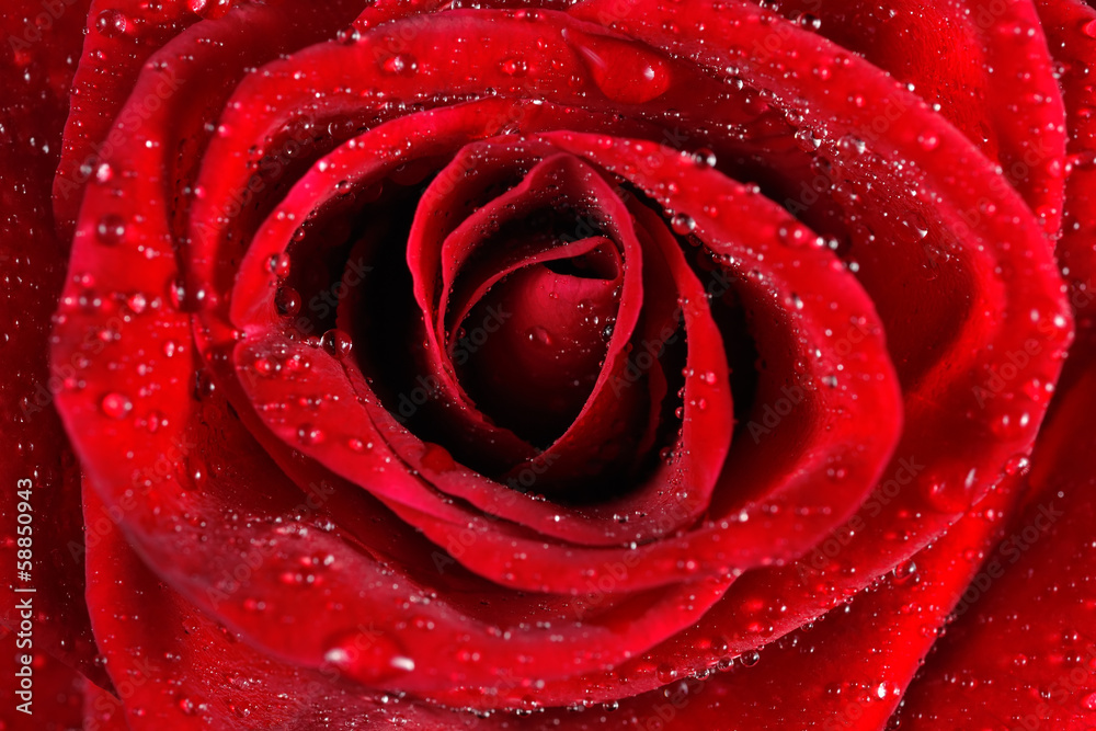 Macro of red rose with water droplets. Macro of red rose with water droplets.