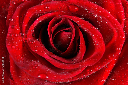 Macro of  red rose with water droplets.