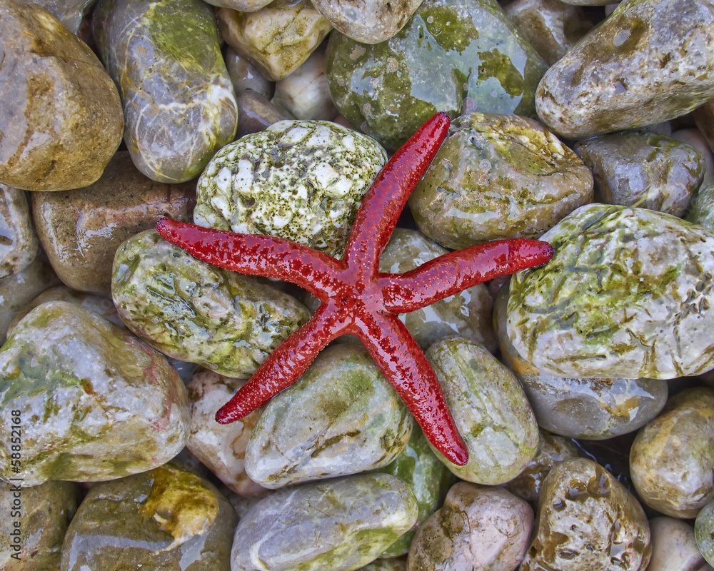 red sea star on colorful pebles beach closeup red sea star on colorful pebles beach closeup