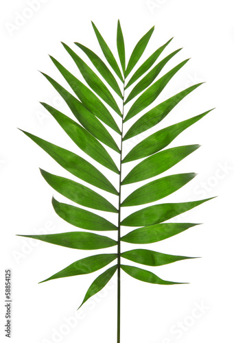 Green Leaf Palm Tree  Howea  