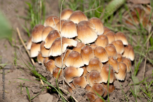 mushrooms outdoor