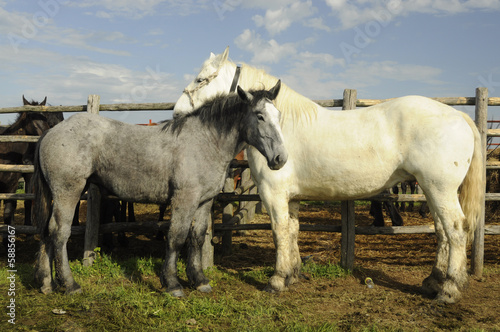 White and gray horses