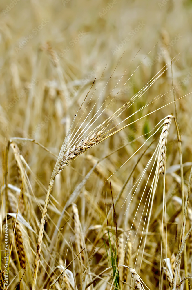 Rye spike against the yellow field Rye spike against the yellow field