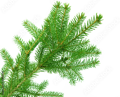 fir branch isolated