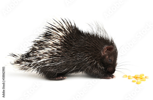 baby porcupine isolated © anankkml