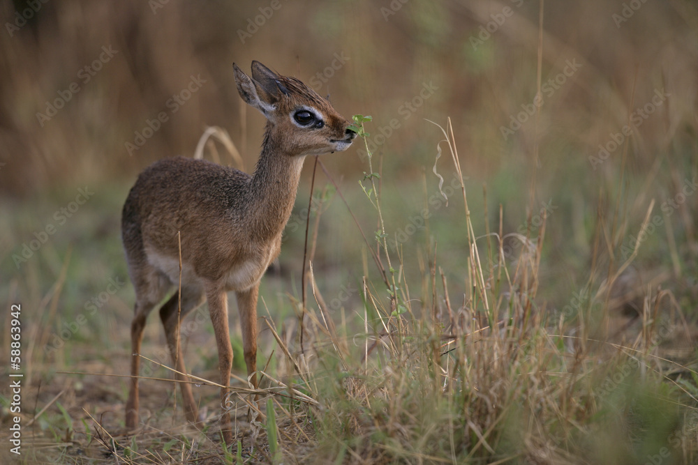 Kirk's dikdik, Rhynchotragus kirki Kirk's dikdik, Rhynchotragus kirki