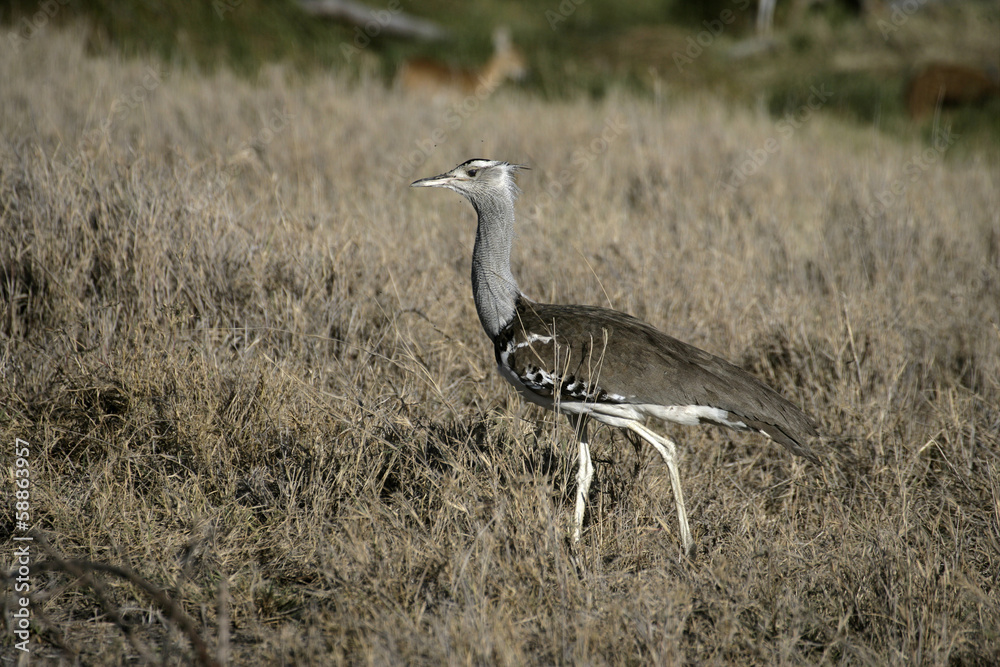 Fototapeta premium Kori bustard, Ardeotis kori