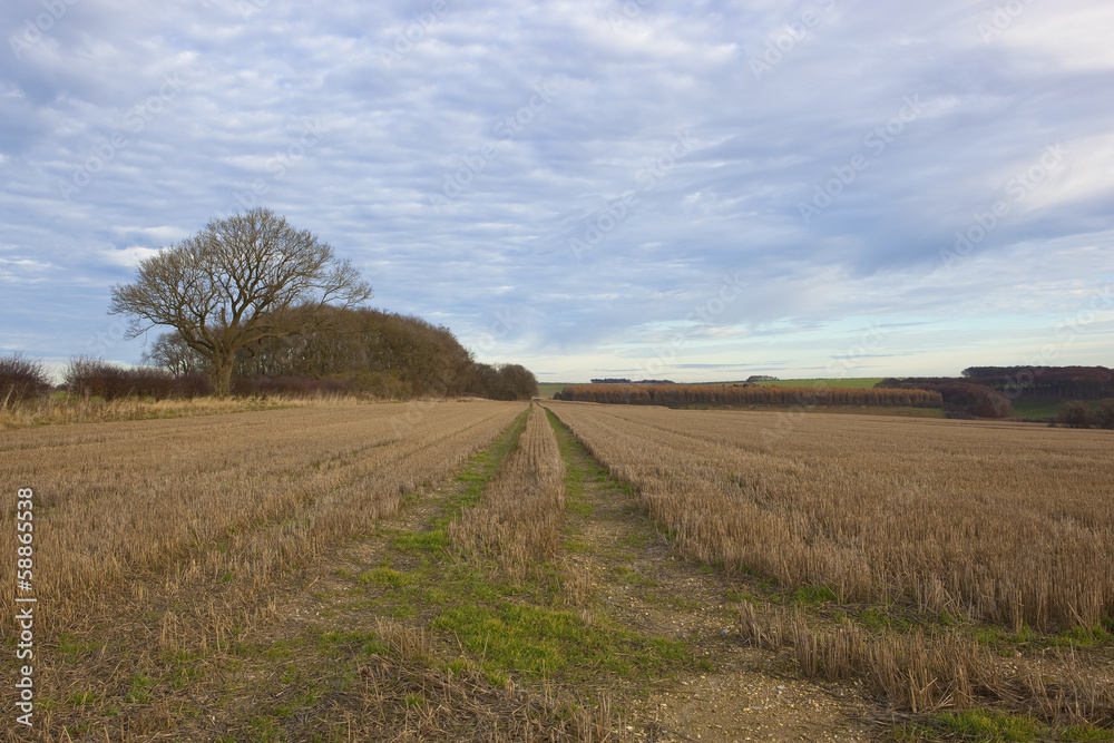 Fototapeta premium autumn stubble field