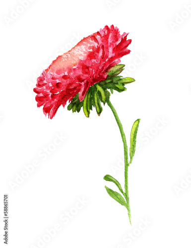Watercolor image of red aster with stem #58865701