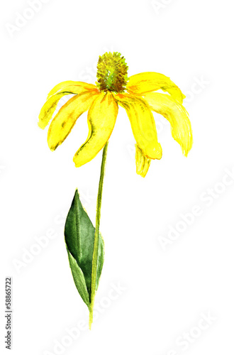 Watercolor image of yellow flower on white background #58865722
