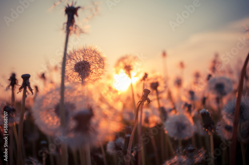 Real field and dandelion at sunset