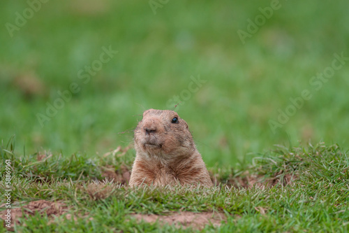 Konstfotografi Marmot
