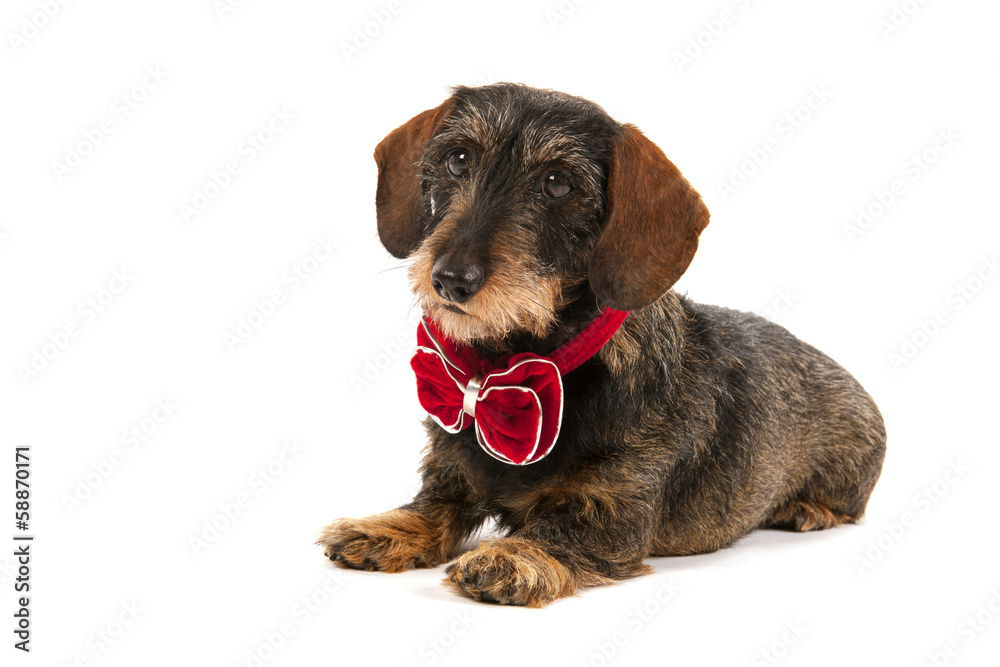 Wire haired dachshund with Christmas bow