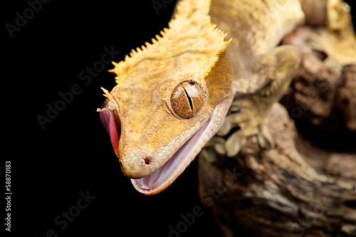 Reptile close up with tongue