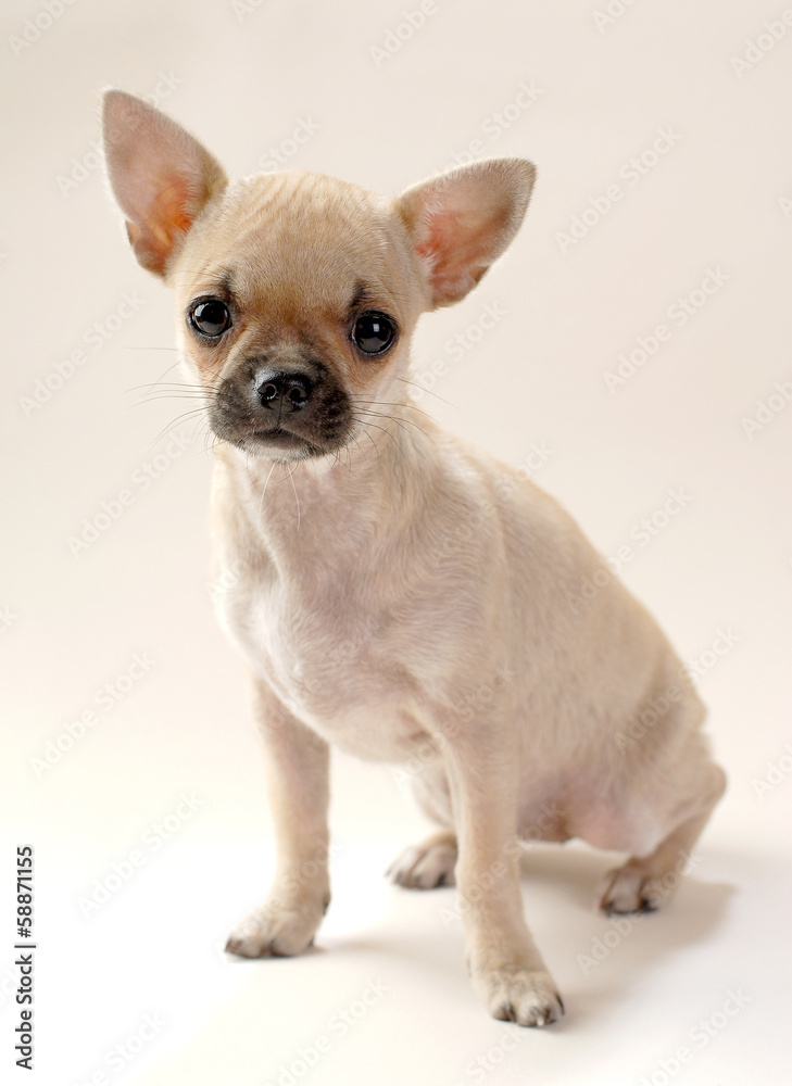 gentle fawn Chihuahua puppy sitting on neutral background