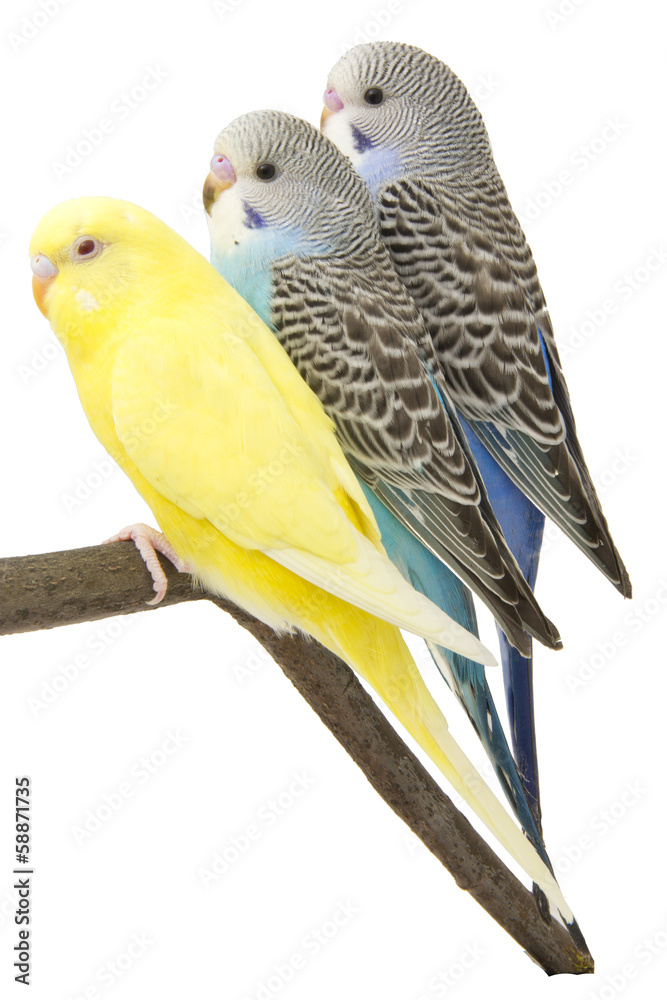 Fototapeta premium three budgies are in the roost