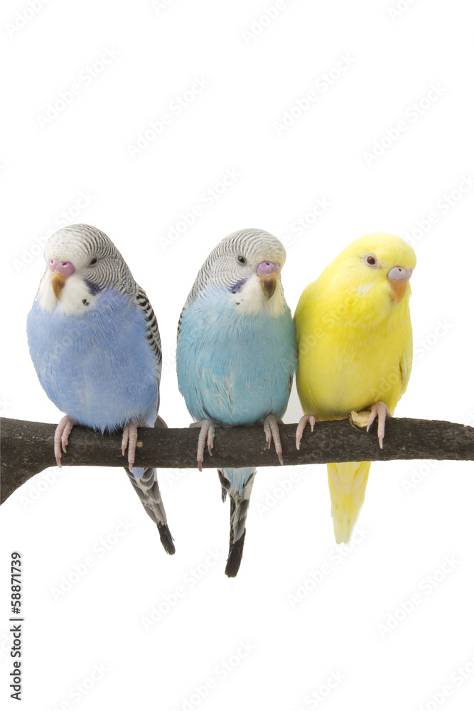 three budgies are in the roost