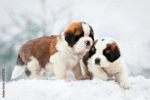 Two saint bernard puppies in winter