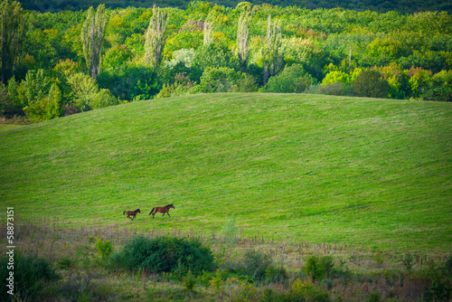 Fototapeta Naklejka Na Ścianę i Meble -  Two horses on green meadow