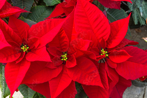 Poinsettia plants in bloom as Christmas decorations