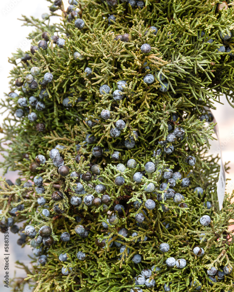 Juniper greens with berries for decoration Juniper greens with berries for decoration