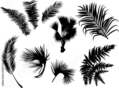 palm and fern leaves silhouettes isolated on white