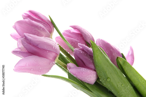 Fototapeta Naklejka Na Ścianę i Meble -  Beautiful bouquet of purple tulips, isolated on white