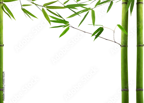 green bamboo plant on white background