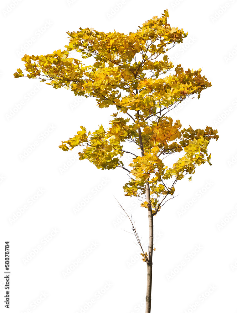 young gold isolated maple young gold isolated maple