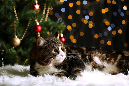 Cute cat lying on carpet with Christmas decor © Africa Studio