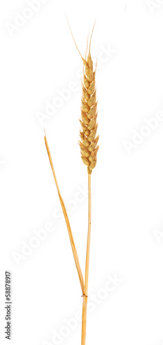 single isolated ear of yellow wheat