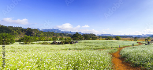 Moc Chau tea hill, Moc Chau village, Son La province, Vietnam