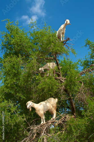 Goats on tree eating argan, in Marocco