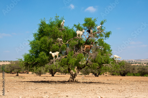 Goats on tree eating argan, in Marocco