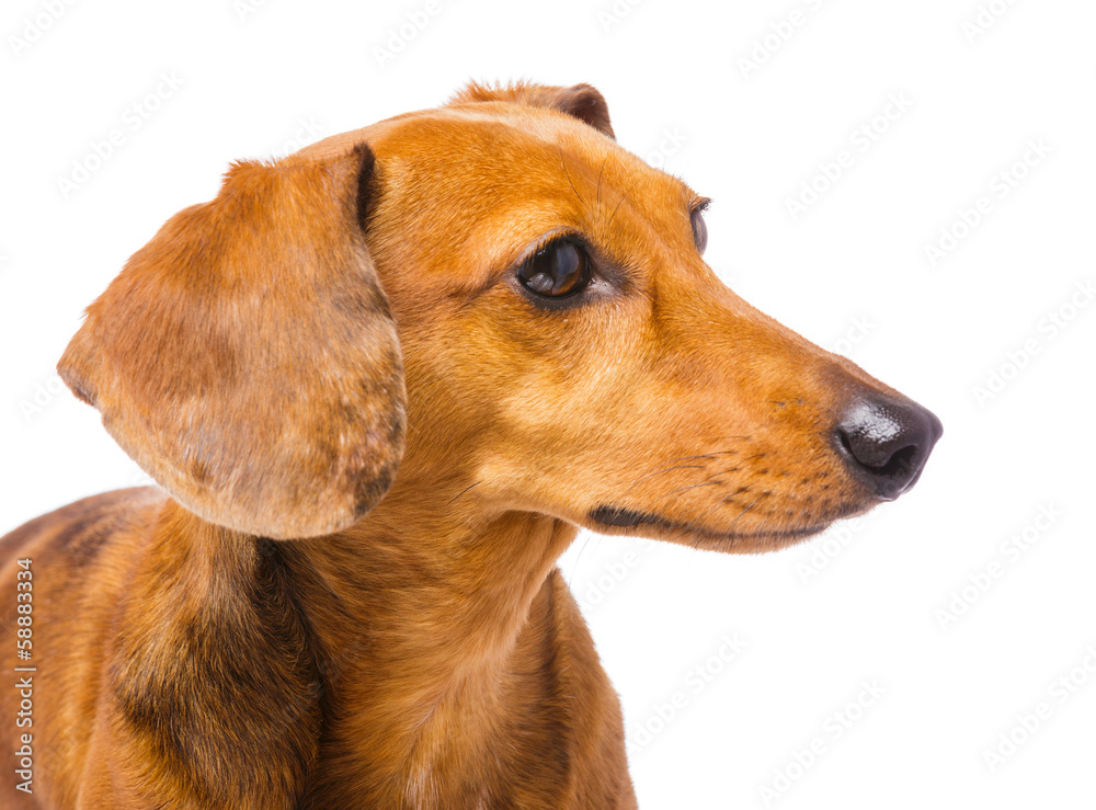 Dachshund dog looking at a side