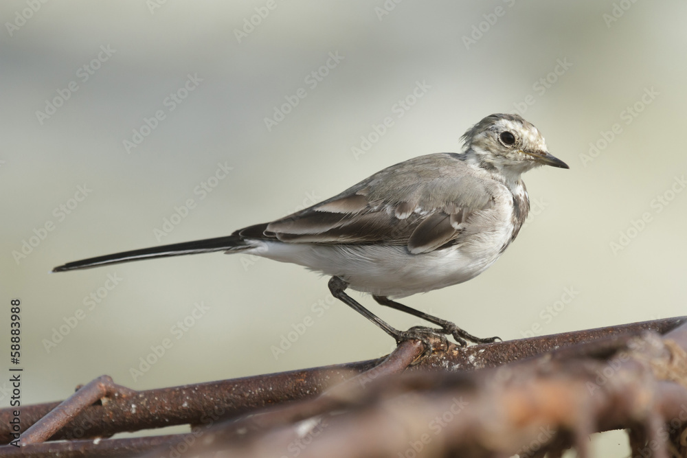 Naklejka premium factory