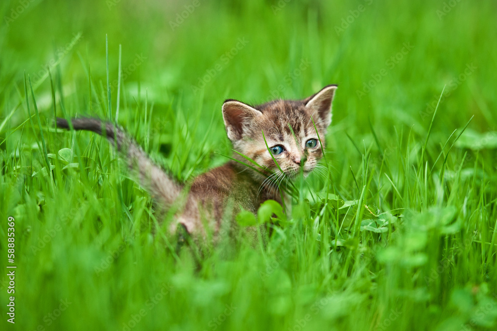 Adorable kitten in the grass